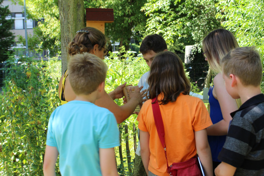 Besonders interessant sind nicht nur Pflanzen, sondern auch all die vielen Insekten und Symbiosen, die in einem Garten entstehen können.