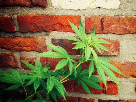 Cannabis Sativa (Sorte: Purple Bud) im Freien.
