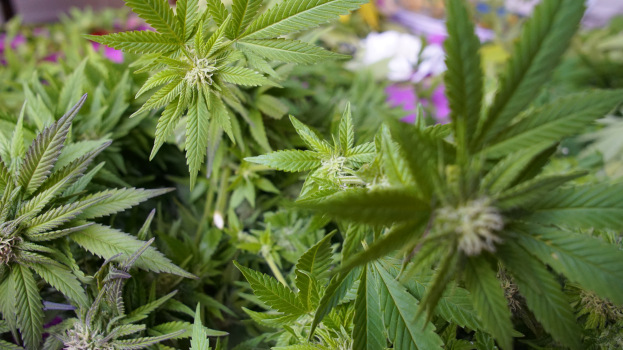Gras, Ganja, Weed, Cannabis, Buffz, Pot, 420, Kraut, Ott, Buff, Haze, Afrikanischer Brokkoli, Ganja, Mary Jane, Sensimilla