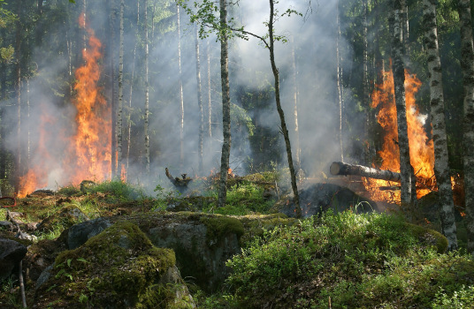 Nicht nur für uns wird es immer heißer. Waldbrände durch Trockenheit sind ebenfalls eine Folge.