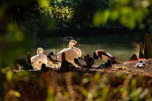 Eine Entenfamilie sitzt am Teich