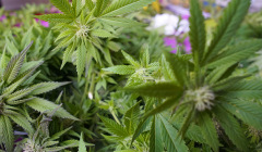 Gras, Ganja, Weed, Cannabis, Buffz, Pot, 420, Kraut, Ott, Buff, Haze, Afrikanischer Brokkoli, Ganja, Mary Jane, Sensimilla