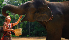 Auch Elefanten lassen sich gerne mal füttern. 