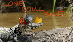 Krokodil/Alligator mit Rosen-Tribal-Tattoo (dazu liebevoller Blick)