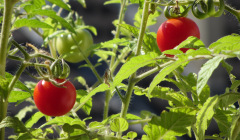 Tomaten am Strauch. Voll Bio!