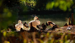 Eine Entenfamilie sitzt am Teich